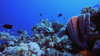 Sualtı Tropikal Mercan Resifi. Mercan bahçesi deniz manzarası. Mavi su arka planı. Mavi turkuaz deniz suyu dalgaları. Renkli tropikal mercan resifleri.