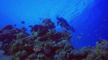 Sualtı Tropikal Resifi ve Dalgıcı. Mercan bahçesi deniz manzarası. Mavi su arka planı. Mavi turkuaz deniz suyu dalgaları. Renkli tropikal mercan resifleri.
