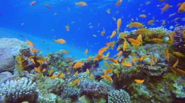 Sualtı Tropikal Resifi Deniz Burnu. Mercan bahçesi deniz manzarası. Mavi su arka planı. Mavi turkuaz deniz suyu dalgaları. Renkli tropikal mercan resifleri.