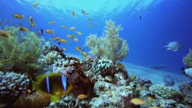Sualtı Tropikal Deniz Renkli Balıklar. Mercan bahçesi deniz manzarası. Mavi su arka planı. Mavi turkuaz deniz suyu dalgaları. Renkli tropikal mercan resifleri.