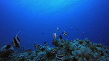 Mavi Deniz Kızıl Mercan Resifi. Mercan bahçesi deniz manzarası. Mavi su arka planı. Mavi turkuaz deniz suyu dalgaları. Renkli tropikal mercan resifleri.