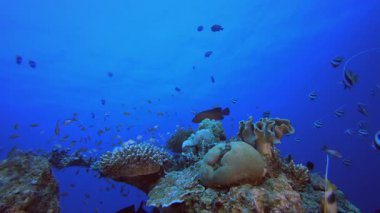 Mavi Deniz Kızıl Mercan Resifi. Mercan bahçesi deniz manzarası. Mavi su arka planı. Mavi turkuaz deniz suyu dalgaları. Renkli tropikal mercan resifleri.
