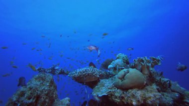 Mavi Deniz Mercan Resifi. Su altı renkli deniz balığı. Tropik resif denizcisi. Mercanlar tropikal yaşam. Mercan bahçesi deniz manzarası. Mavi su arkaplanı.