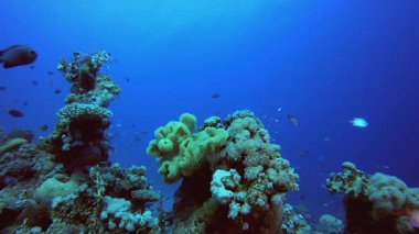Mavi Su Mercan Kayalıkları Balığı. Su altı renkli deniz balığı. Tropik resif denizcisi. Mercanlar tropikal yaşam. Mercan bahçesi deniz manzarası. Mavi su arkaplanı.
