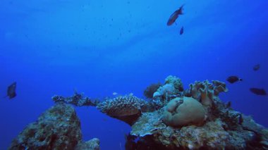 Blue Water arka planı ve Coral. Su altı renkli deniz balığı. Tropik resif denizcisi. Mercanlar tropikal yaşam. Mercan bahçesi deniz manzarası. Mavi su arkaplanı.