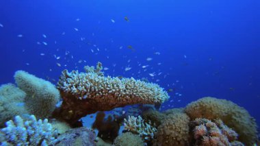 Blue-Green Fish and Sea. Underwater colourful sea fish. Tropical reef marine. Corals tropical life. Coral garden seascape. Blue water background.