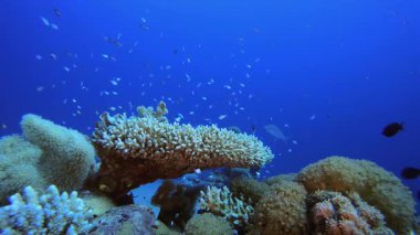 Colourful Corals and Fishes. Underwater colourful sea fish. Tropical reef marine. Corals tropical life. Coral garden seascape. Blue water background.