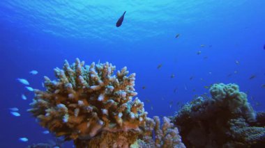 Renkli Balık ve Mavi-Yeşil. Su altı renkli deniz balığı. Tropik resif denizcisi. Mercanlar tropikal yaşam. Mercan bahçesi deniz manzarası. Mavi su arkaplanı.