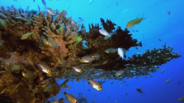 Renkli Resif Sahnesi. Su altı renkli deniz balığı. Tropik resif denizcisi. Mercanlar tropikal yaşam. Mercan bahçesi deniz manzarası. Mavi su arkaplanı.