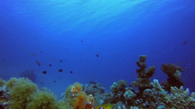 Renkli Resif Sahnesi. Su altı renkli deniz balığı. Tropik resif denizcisi. Mercanlar tropikal yaşam. Mercan bahçesi deniz manzarası. Mavi su arkaplanı.