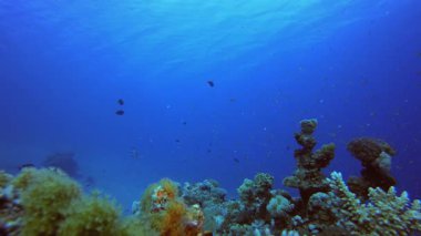 Mercan Bahçesi Balık Sahnesi. Su altı renkli deniz balığı. Tropik resif denizcisi. Mercanlar tropikal yaşam. Mercan bahçesi deniz manzarası. Mavi su arkaplanı.