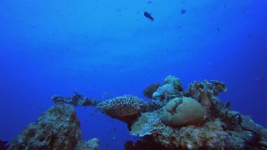 Renkli Tropikal Mercan Resifleri. Su altı renkli deniz balığı. Tropik resif denizcisi. Mercanlar tropikal yaşam. Mercan bahçesi deniz manzarası. Mavi su arkaplanı.