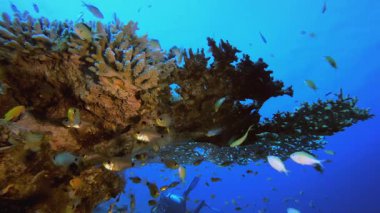 Renkli Tropikal Resif Sahnesi. Su altı renkli deniz balığı. Tropik resif denizcisi. Mercanlar tropikal yaşam. Mercan bahçesi deniz manzarası. Mavi su arkaplanı.