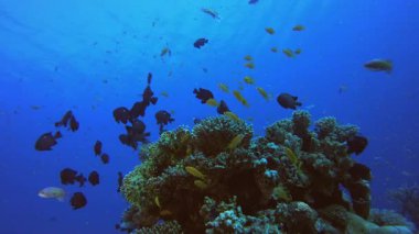 Mercan Bahçesi Balık Sahnesi. Su altı renkli deniz balığı. Tropik resif denizcisi. Mercanlar tropikal yaşam. Mercan bahçesi deniz manzarası. Mavi su arkaplanı.