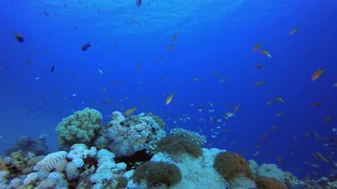 Mercan Bahçesi Balık Sahnesi. Su altı renkli deniz balığı. Tropik resif denizcisi. Mercanlar tropikal yaşam. Mercan bahçesi deniz manzarası. Mavi su arkaplanı.