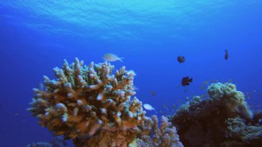 Mercan Bahçesi Deniz Hayatı. Su altı renkli deniz balığı. Tropik resif denizcisi. Mercanlar tropikal yaşam. Mercan bahçesi deniz manzarası. Mavi su arkaplanı.