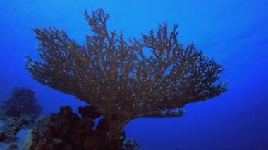 Mercan Bahçesi Deniz Yaşamı Deniz Burnu. Su altı renkli deniz balığı. Tropik resif denizcisi. Mercanlar tropikal yaşam. Mercan bahçesi deniz manzarası. Mavi su arkaplanı.