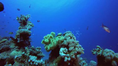 Mercan Bahçesi Deniz Yaşamı Deniz Burnu. Su altı renkli deniz balığı. Tropik resif denizcisi. Mercanlar tropikal yaşam. Mercan bahçesi deniz manzarası. Mavi su arkaplanı.
