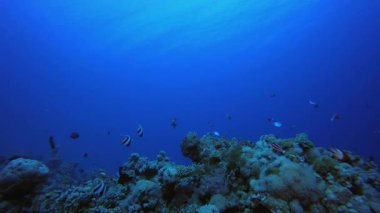 Mercan Bahçesi Canlı Balığı. Su altı renkli deniz balığı. Tropik resif denizcisi. Mercanlar tropikal yaşam. Mercan bahçesi deniz manzarası. Mavi su arkaplanı.