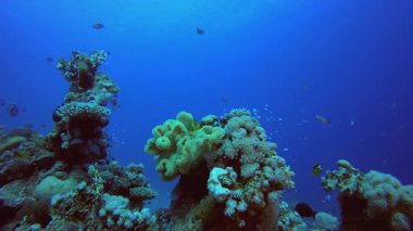 Mercan kayalıkları ve sualtındaki tropik balıklar. Su altı renkli deniz balığı. Tropik resif denizcisi. Mercanlar tropikal yaşam. Mercan bahçesi deniz manzarası. Mavi su arkaplanı.