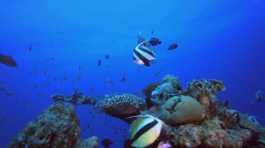 Deniz hayatı mercan bahçesi. Su altı renkli deniz balığı. Tropik resif denizcisi. Mercanlar tropikal yaşam. Mercan bahçesi deniz manzarası. Mavi su arkaplanı.