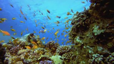 Deniz hayatı mercan bahçesi. Su altı renkli deniz balığı. Tropik resif denizcisi. Mercanlar tropikal yaşam. Mercan bahçesi deniz manzarası. Mavi su arkaplanı.