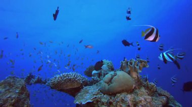 Resif Mercan Bahçesi Sualtı Hayatı. Su altı renkli deniz balığı. Tropik resif denizcisi. Mercanlar tropikal yaşam. Mercan bahçesi deniz manzarası. Mavi su arkaplanı.