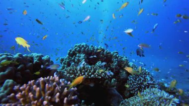 Resif Mercan Tropikal Bahçesi. Su altı renkli deniz balığı. Tropik resif denizcisi. Mercanlar tropikal yaşam. Mercan bahçesi deniz manzarası. Mavi su arkaplanı.