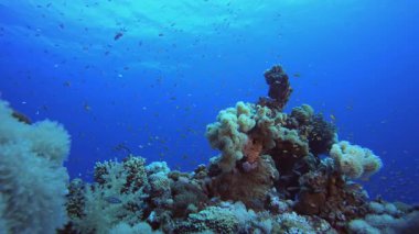 Deniz Resifi Sualtı Sahnesi. Su altı renkli deniz balığı. Tropik resif denizcisi. Mercanlar tropikal yaşam. Mercan bahçesi deniz manzarası. Mavi su arkaplanı.