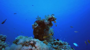 Resif Sahnesi Mercanları ve Balıkları. Su altı renkli deniz balığı. Tropik resif denizcisi. Mercanlar tropikal yaşam. Mercan bahçesi deniz manzarası. Mavi su arkaplanı.