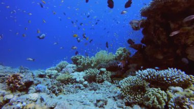 Su altındaki resif mercan bahçesi. Su altı renkli deniz balığı. Tropik resif denizcisi. Mercanlar tropikal yaşam. Mercan bahçesi deniz manzarası. Mavi su arkaplanı.