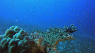 Su altındaki resif mercan bahçesi. Su altı renkli deniz balığı. Tropik resif denizcisi. Mercanlar tropikal yaşam. Mercan bahçesi deniz manzarası. Mavi su arkaplanı.