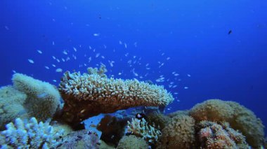Su altındaki resif mercan bahçesi. Su altı renkli deniz balığı. Tropik resif denizcisi. Mercanlar tropikal yaşam. Mercan bahçesi deniz manzarası. Mavi su arkaplanı.