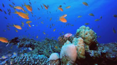 Su altındaki resif Tropikal Mercan Bahçesi. Su altı renkli deniz balığı. Tropik resif denizcisi. Mercanlar tropikal yaşam. Mercan bahçesi deniz manzarası. Mavi su arkaplanı.