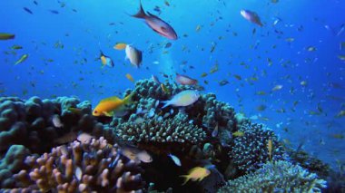 Deniz suyu mercan bahçesi. Su altı renkli deniz balığı. Tropik resif denizcisi. Mercanlar tropikal yaşam. Mercan bahçesi deniz manzarası. Mavi su arkaplanı.