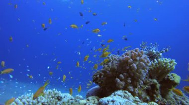 Sea Water Ocean Corals. Underwater colourful sea fish. Tropical reef marine. Corals tropical life. Coral garden seascape. Blue water background.