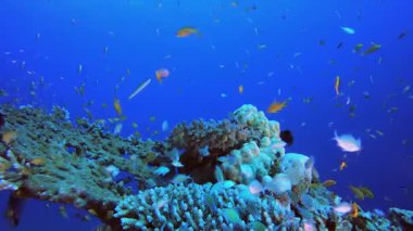 Deniz suyu okyanus mercanları. Su altı renkli deniz balığı. Tropik resif denizcisi. Mercanlar tropikal yaşam. Mercan bahçesi deniz manzarası. Mavi su arkaplanı.