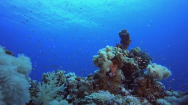 Yumuşak Mercan Bahçesi. Su altı renkli deniz balığı. Tropik resif denizcisi. Mercanlar tropikal yaşam. Mercan bahçesi deniz manzarası. Mavi su arkaplanı.
