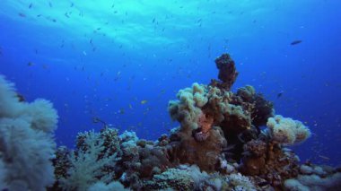 Tropical Background Underwater Lion.Fish. Underwater colourful sea fish. Tropical reef marine. Corals tropical life. Coral garden seascape. Blue water background.