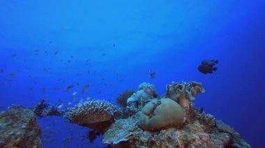 Tropik Renkli Balıklar Mavi Su. Su altı renkli deniz balığı. Tropik resif denizcisi. Mercanlar tropikal yaşam. Mercan bahçesi deniz manzarası. Mavi su arkaplanı.