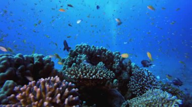 Tropik Renkli Sualtı Deniz Pelerini ve Dalgıcı. Su altı renkli deniz balığı. Tropik resif denizcisi. Mercanlar tropikal yaşam. Mercan bahçesi deniz manzarası. Mavi su arkaplanı.