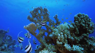 Tropik Mercan Bahçesi Deniz Hayatı. Su altı renkli deniz balığı. Tropik resif denizcisi. Mercanlar tropikal yaşam. Mercan bahçesi deniz manzarası. Mavi su arkaplanı.