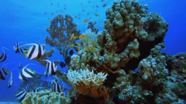 Tropikal Mercan Resifi Deniz Hayatı. Su altı renkli deniz balığı. Tropik resif denizcisi. Mercanlar tropikal yaşam. Mercan bahçesi deniz manzarası. Mavi su arkaplanı.