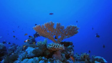 Tropikal Mercan Kayalıkları Deniz Burnu. Su altı renkli deniz balığı. Tropik resif denizcisi. Mercanlar tropikal yaşam. Mercan bahçesi deniz manzarası. Mavi su arkaplanı.