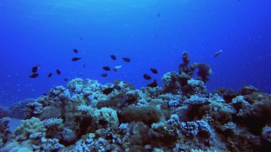Tropik Balık ve Mercan Resifleri 4K 00 _ 44
