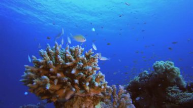 Tropik Balık Mercan Resifi. Tropik sualtı balığı. Su altı balık resifi denizcisi. Yumuşak ve sert mercanlar. Su altı balık bahçesi resifi. Mercan bahçesi deniz manzarası.