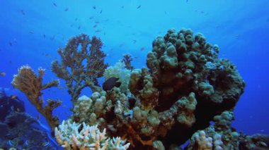 Tropik balık mercan resifi ve bir dalgıç. Tropik sualtı balığı. Su altı balık resifi denizcisi. Yumuşak ve sert mercanlar. Su altı balık bahçesi resifi. Mercan bahçesi deniz manzarası.