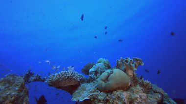 Tropik Balık Mercan Resifi. Tropik sualtı balığı. Su altı balık resifi denizcisi. Yumuşak ve sert mercanlar. Su altı balık bahçesi resifi. Mercan bahçesi deniz manzarası.
