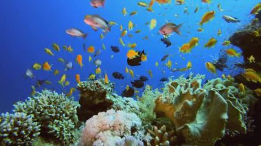 Tropikal Su altı Mercan Resifi. Tropik sualtı balığı. Su altı balık resifi denizcisi. Yumuşak ve sert mercanlar. Su altı balık bahçesi resifi. Mercan bahçesi deniz manzarası.