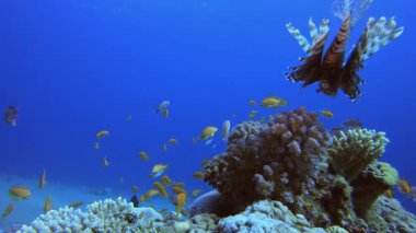 Tropik Deniz Mercan Bahçesi. Tropik sualtı balığı. Su altı balık resifi denizcisi. Yumuşak ve sert mercanlar. Su altı balık bahçesi resifi. Mercan bahçesi deniz manzarası.